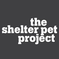 TheShelterPetProject