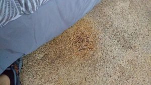 Cleaning OJ out of carpet